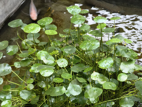 茂盛铜钱草