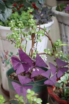 绿植多肉盆栽三角紫叶酢浆草