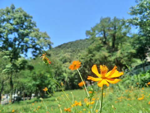 波斯菊花