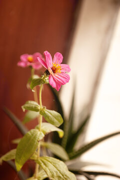 百日菊