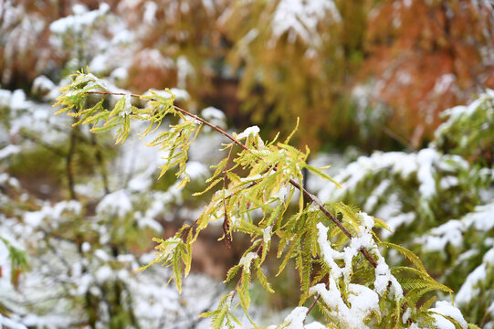 初雪压树梢