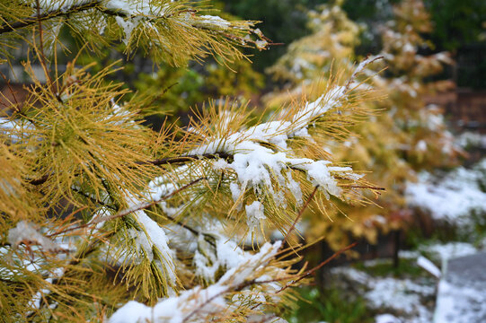 雪后的树梢