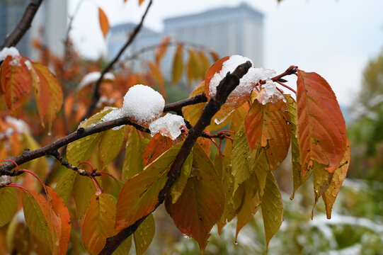 雪后的树梢