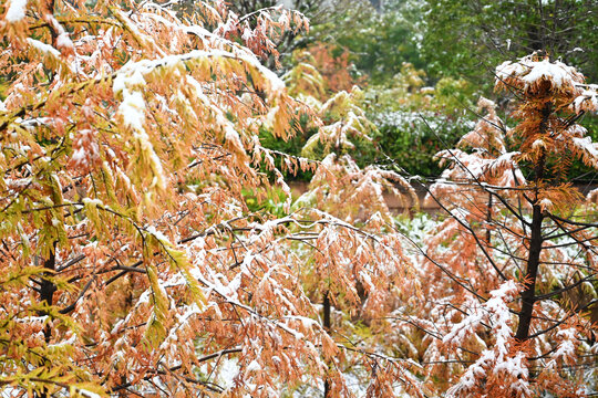 初雪压树枝