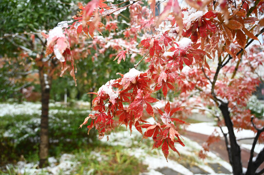 雪后的红枫
