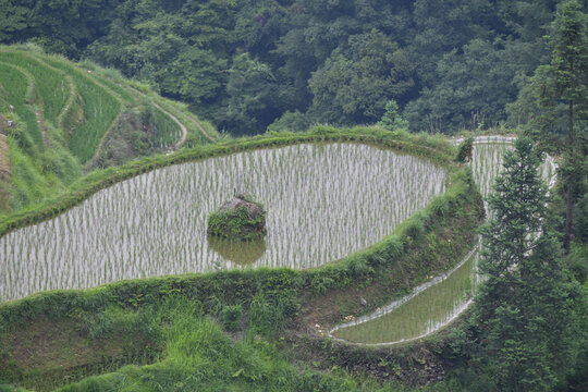 秧田