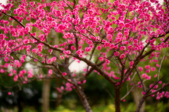 梅花树