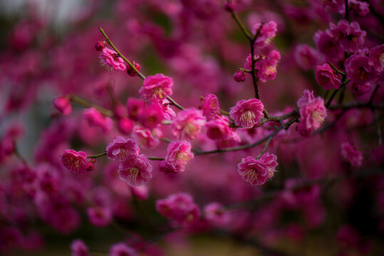 梅花