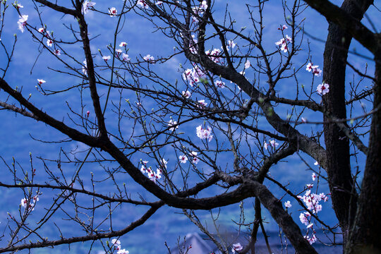 花开枝头