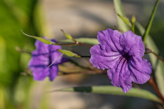 两朵开放的蓝花草花朵