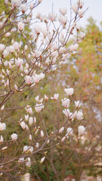 花团锦簇的白玉兰