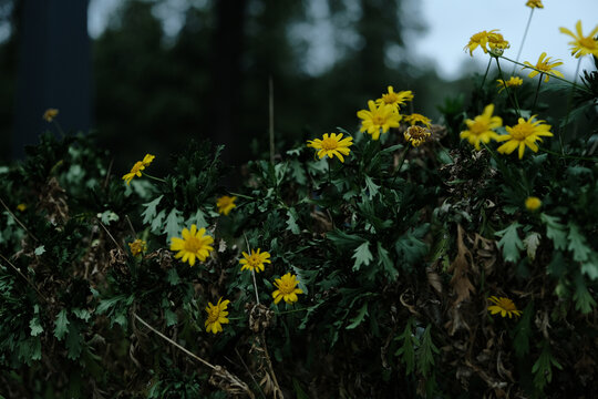 小雏菊