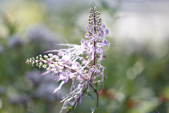 大金鸡菊