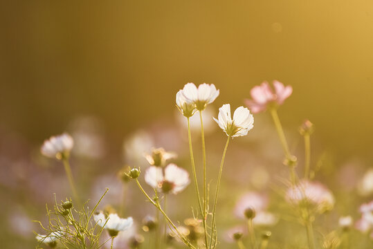 唯美格桑花