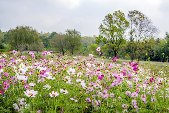 南京高淳桥里高村景区花海