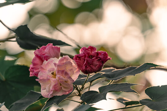 芙蓉花