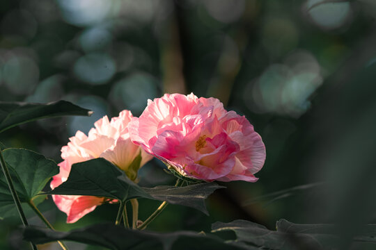 芙蓉花