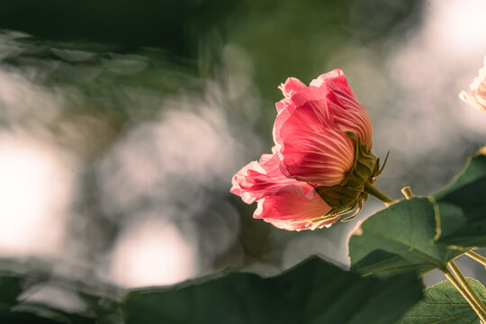 芙蓉花