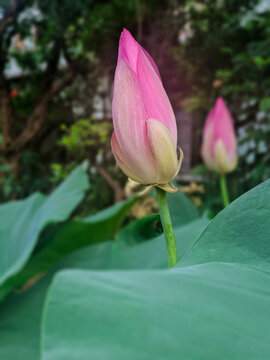 荷花莲花