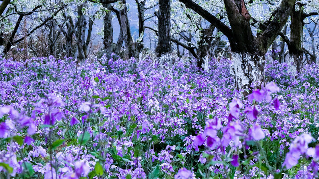 紫色油菜花