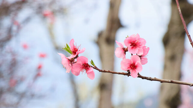 桃花