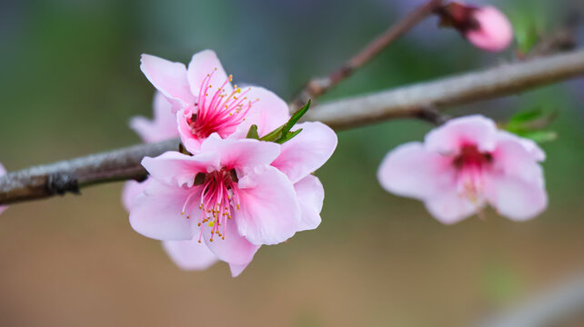 桃花