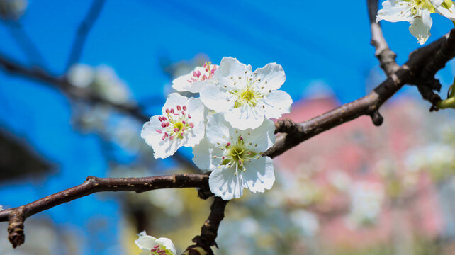 李花