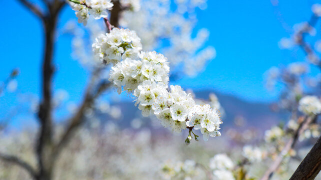 李花