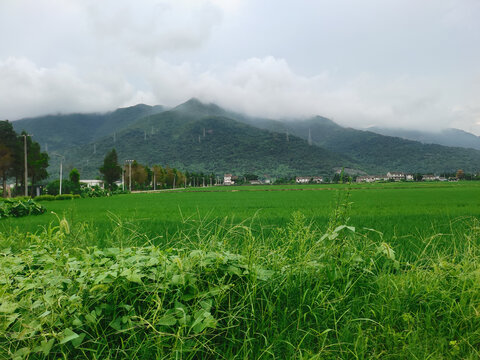 田野