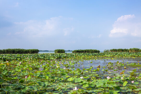 太湖湿地夏荷风光