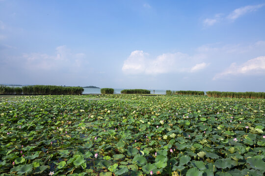 太湖夏日荷塘