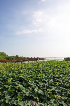 夏日太湖荷塘风光