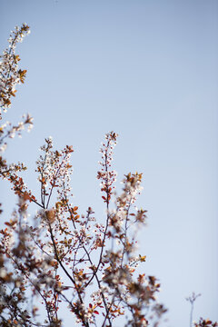 春天阳光下的紫叶李花微距特写