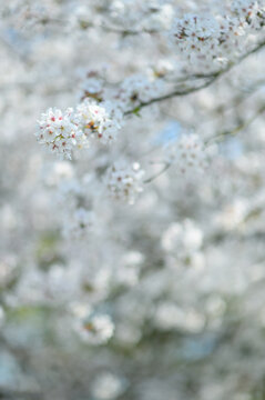 春天杭州西湖的樱花染井吉野