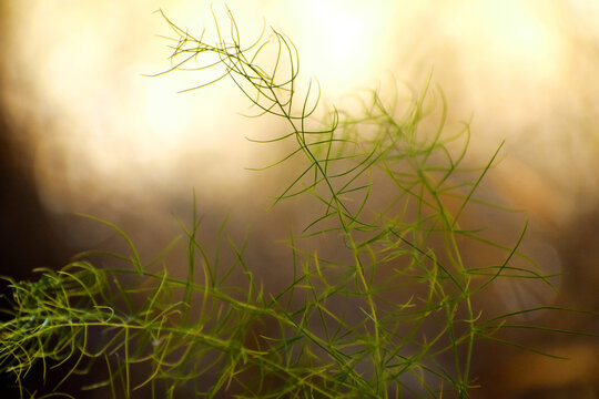 绿色植物