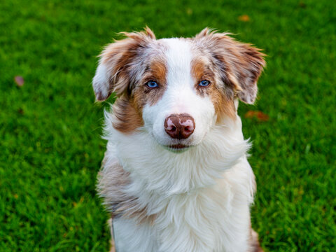 澳大利亚牧羊犬