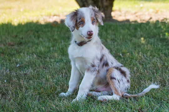 澳大利亚牧羊犬