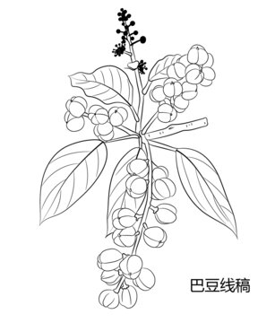 巴豆線稿