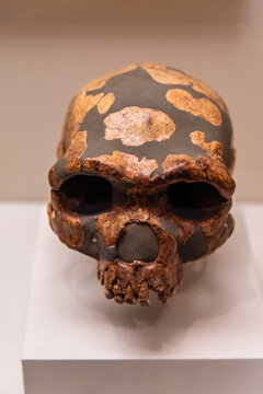 旧石器时代中期金牛山人头骨