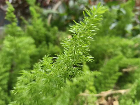 植物微观