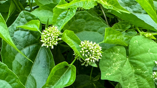 乡村的薇甘菊