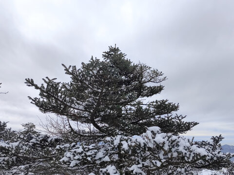 冬天的秦岭杉树