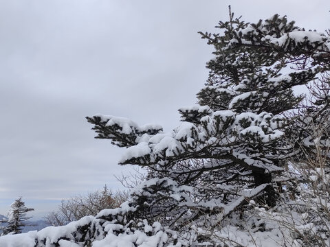 积雪与杉树