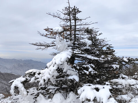 秦岭山顶积雪杉树