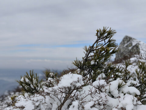 雪山顶的松树