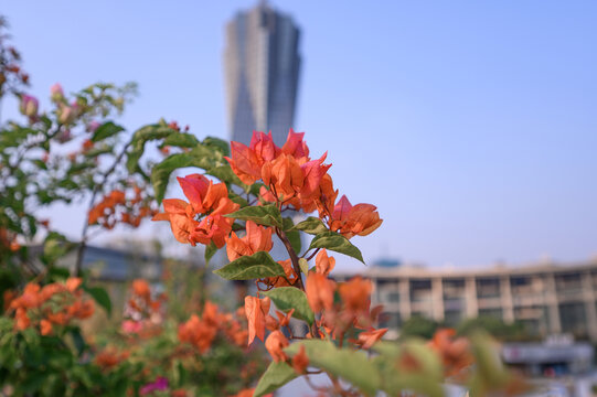 武林广场园艺花卉绿化景观