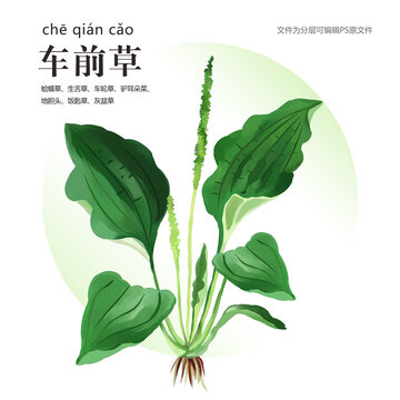 車前草