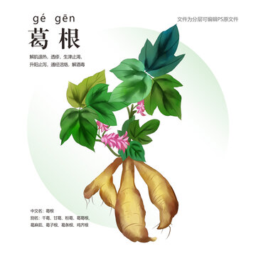 葛根手繪