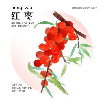 紅棗插畫