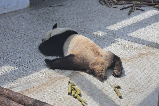 秦岭四宝科学公园大熊猫粪便